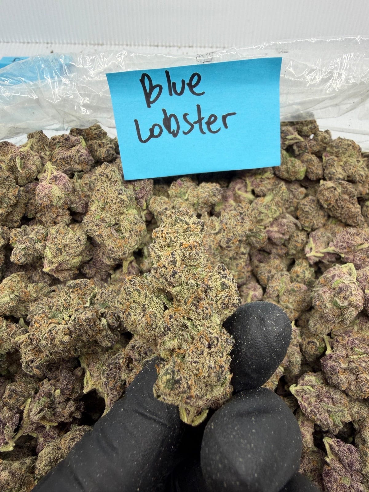HoN Blue Lobster - Hybrid / 3.5 grams Blue Lobster - Indica Dom Hybrid - Top Shelf Indoor THCA Flower Full Size Buds Hi on Nature Delta 8 gummies Legal Hemp For Sale