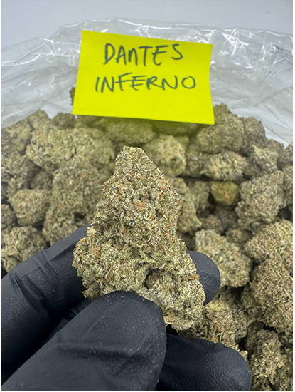 HoN Dantes Inferno / 3.5 grams Light Assist THCA Flower Full Size Buds Hi on Nature Delta 8 gummies Legal Hemp For Sale