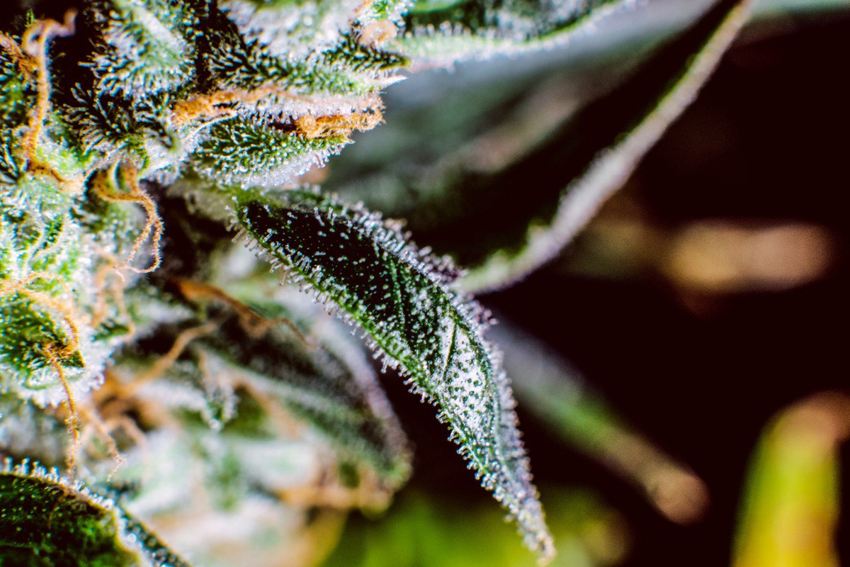 Diving into Alternative Cannabinoids: Beyond THC and CBD