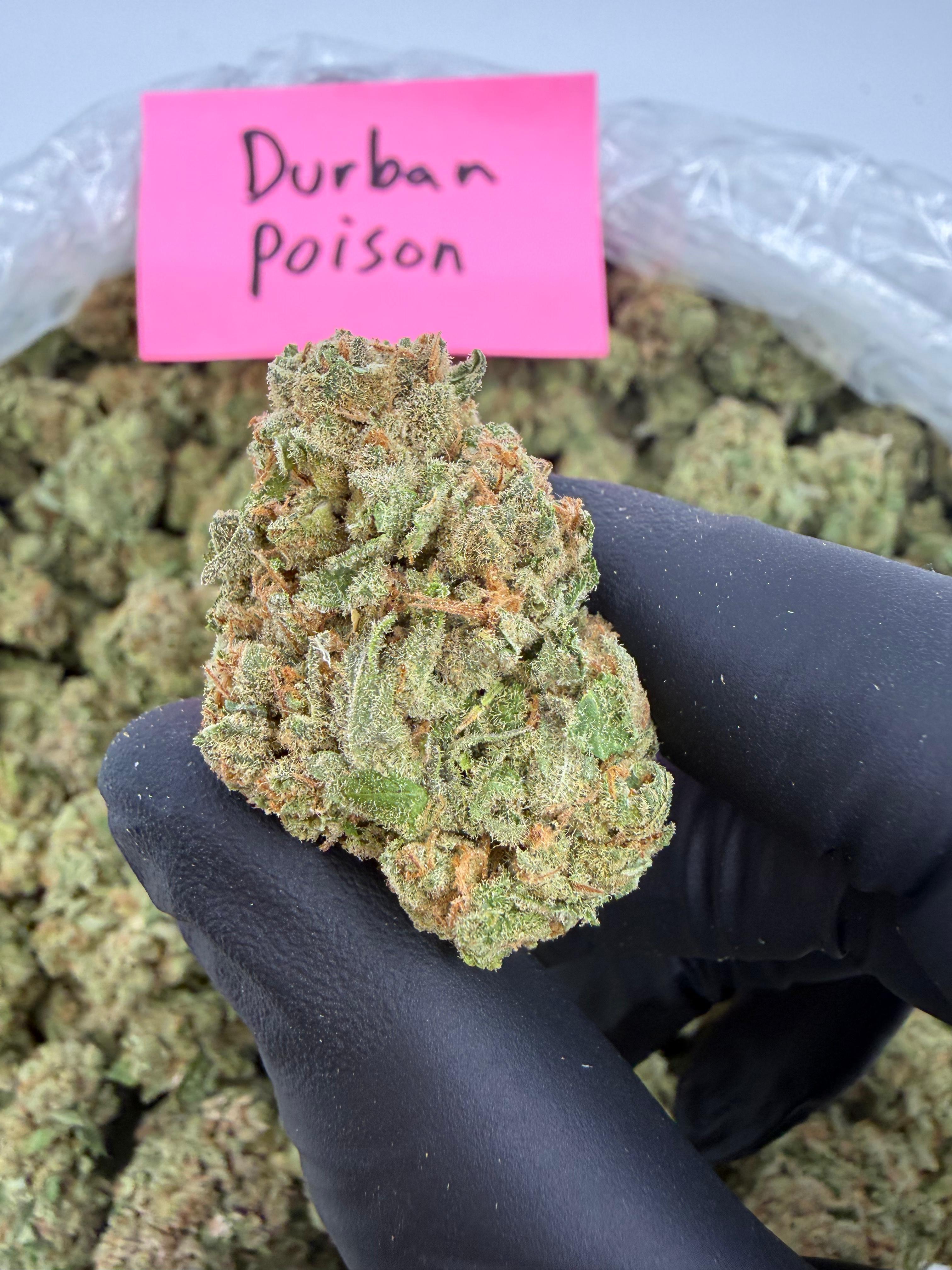 Durban Poison -Sativa - Light Assist THCA Flower Full Size Buds HoN