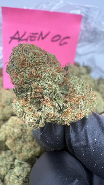 Alien OG - Balanced Hybrid - Value Indoor THCA Flower Full Size Buds