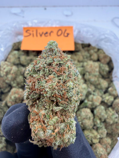 Silver OG - Balanced Hybrid - Value Indoor THCA Flower Full Size Buds