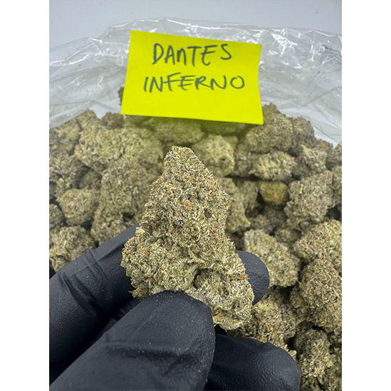 HoN Dantes Inferno / 3.5 grams Light Assist THCA Flower Full Size Buds Hi on Nature Delta 8 gummies Legal Hemp For Sale