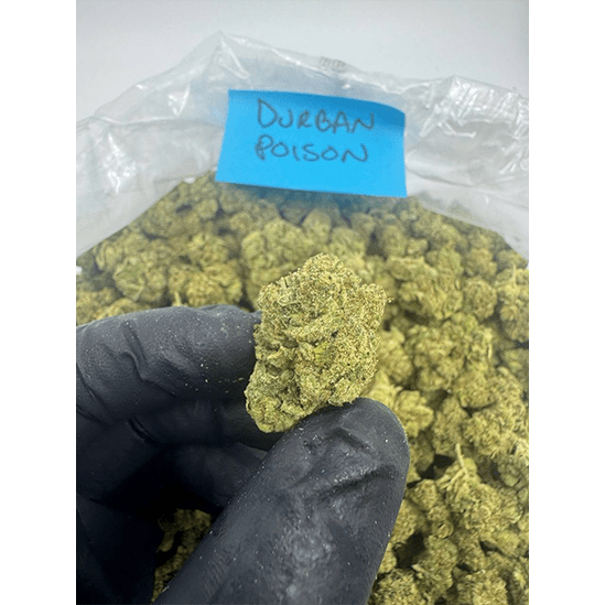 HoN Durban Poison / 3.5 grams Light Assist THCA Flower Full Size Buds Hi on Nature Delta 8 gummies Legal Hemp For Sale