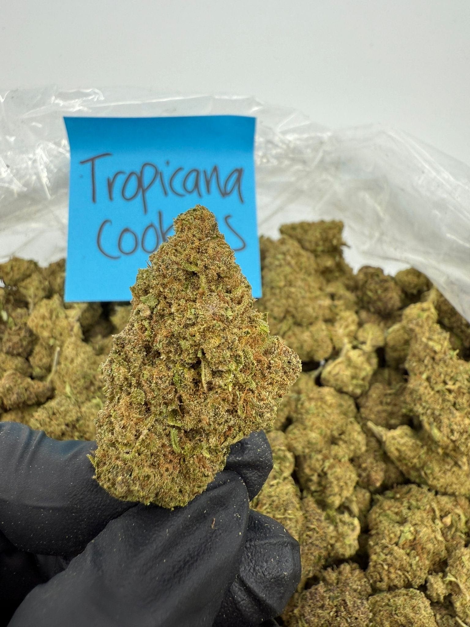 HoN Tropicana Cookies - Sativa-Dom Hybrid - Light Assist THCA Flower Full Size Buds Hi on Nature Delta 8 gummies Legal Hemp For Sale